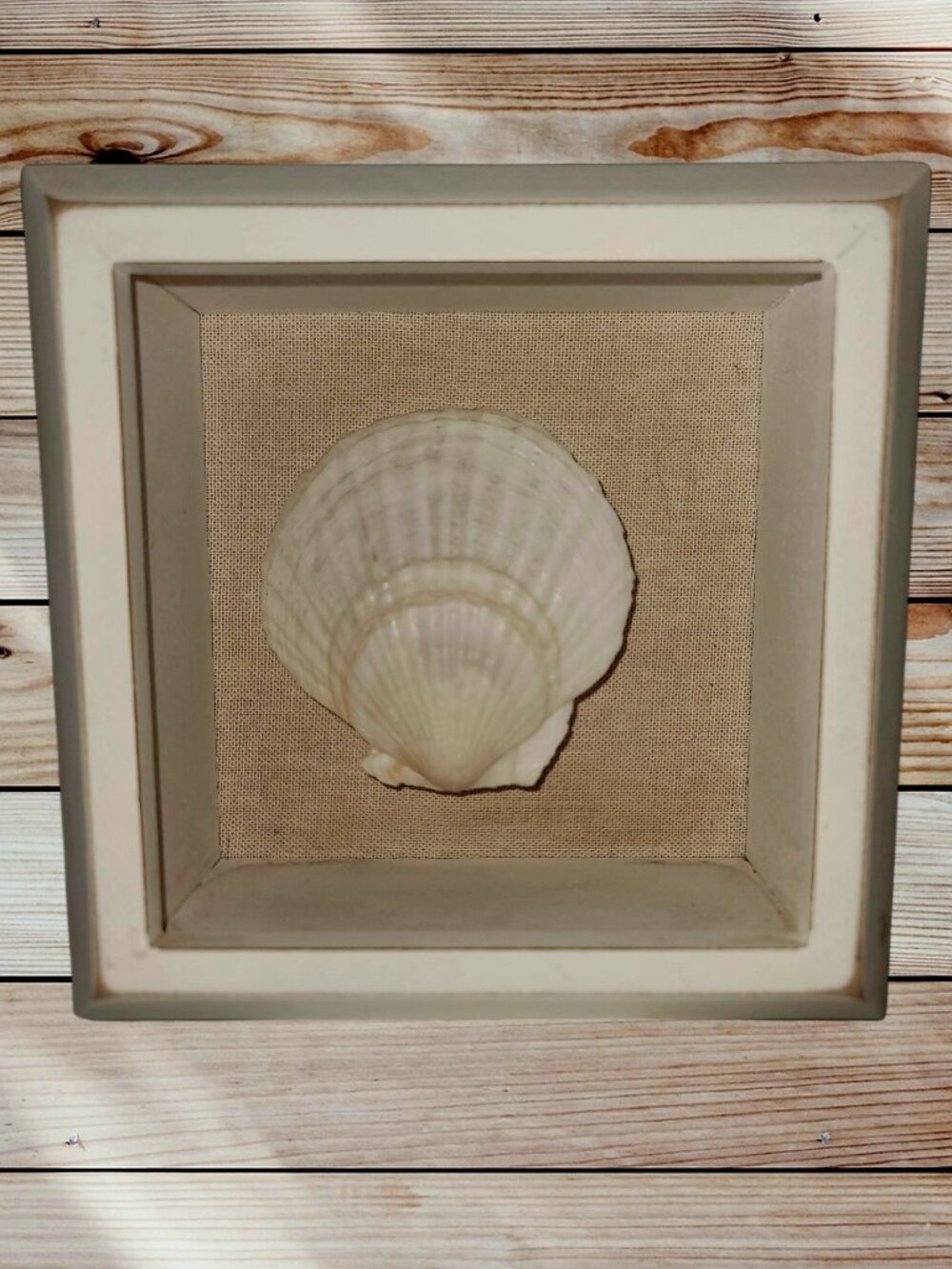 Scallop Shell Shadowbox - Wall Decor - Beach Decor - Nautical - Sea Life - 6 In.
